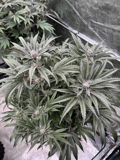 Fatty X Valio. Week 13