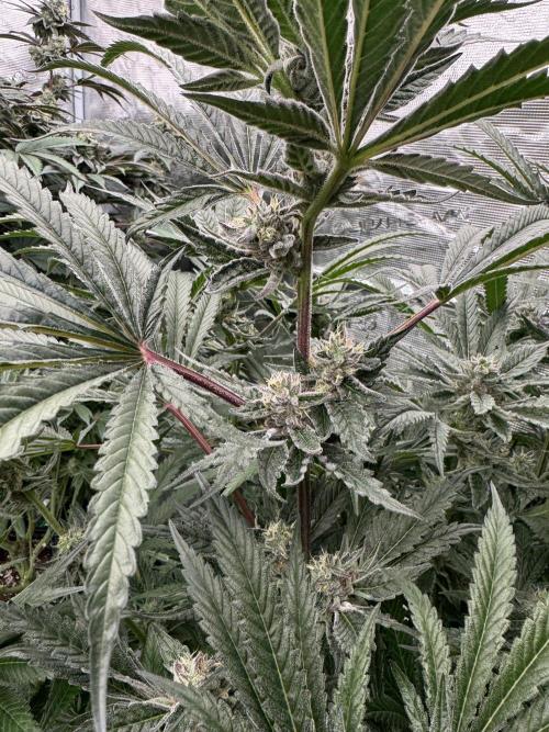 Fatty X Valio. Week 13