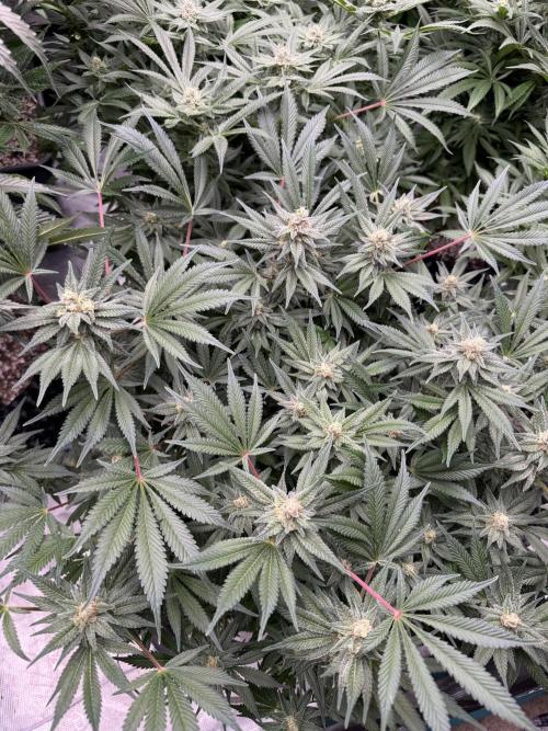 Citrus Slurpee 🍊🥤. Week 13