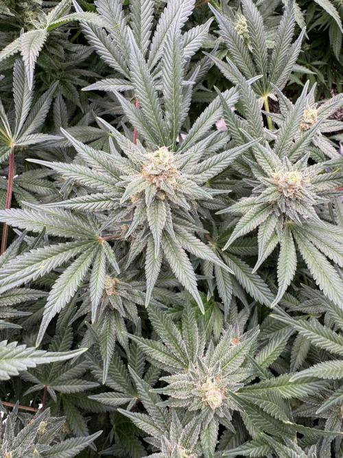 Citrus Slurpee 🍊🥤. Week 13