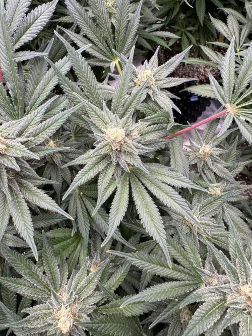 Citrus Slurpee 🍊🥤. Week 13