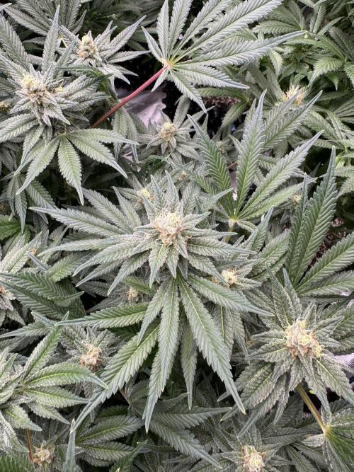 Citrus Slurpee 🍊🥤. Week 13