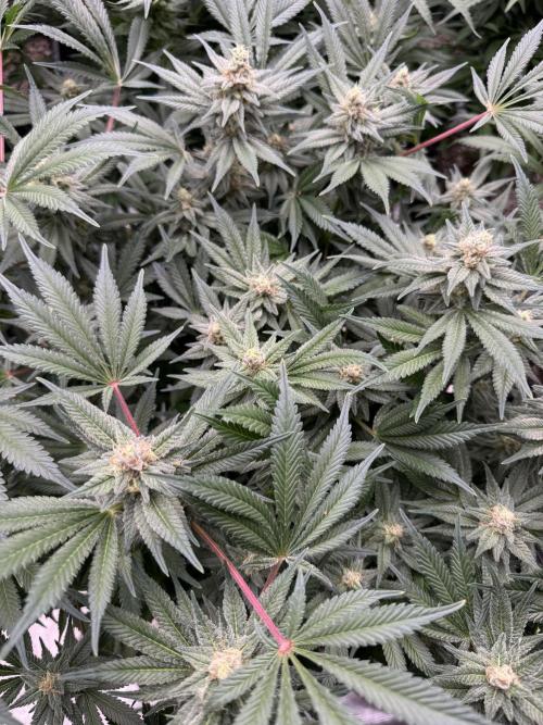 Citrus Slurpee 🍊🥤. Week 13