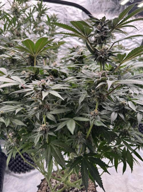 Fluffy Pancakes 🥞. Week 13