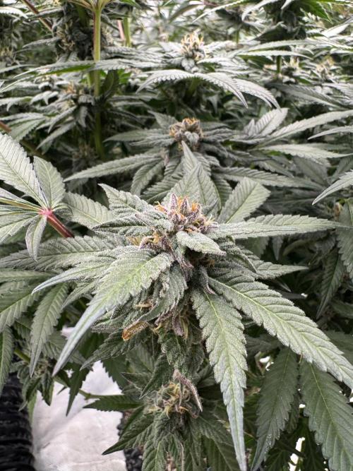 Fluffy Pancakes 🥞. Week 13