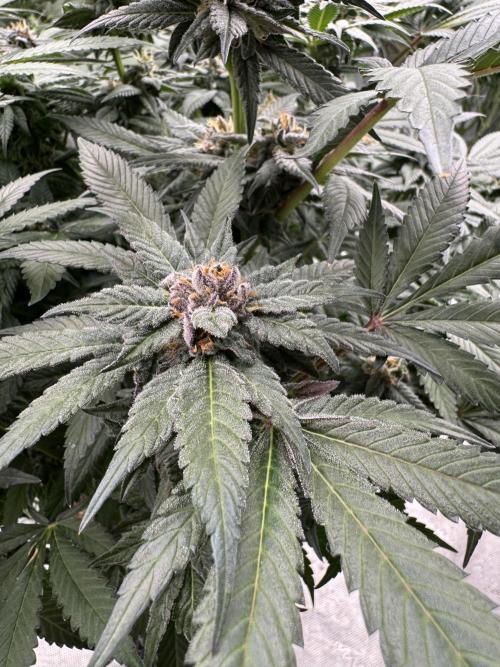 Fluffy Pancakes 🥞. Week 13