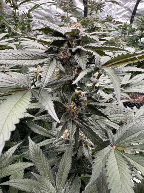 Fluffy Pancakes 🥞. Week 13