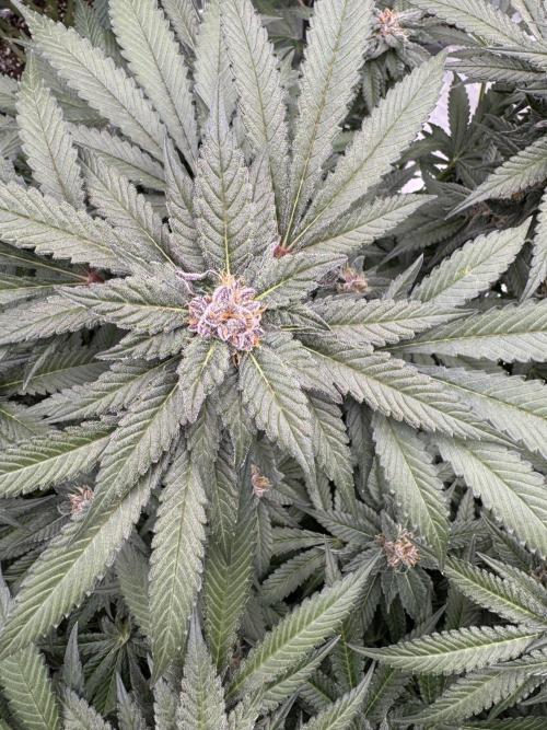 Fluffy Pancakes 🥞. Week 13