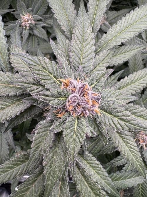 Fluffy Pancakes 🥞. Week 13