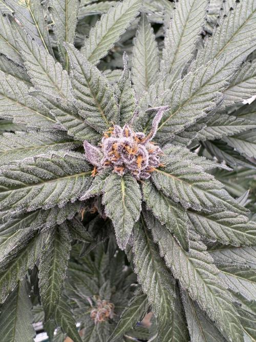 Fluffy Pancakes 🥞. Week 13