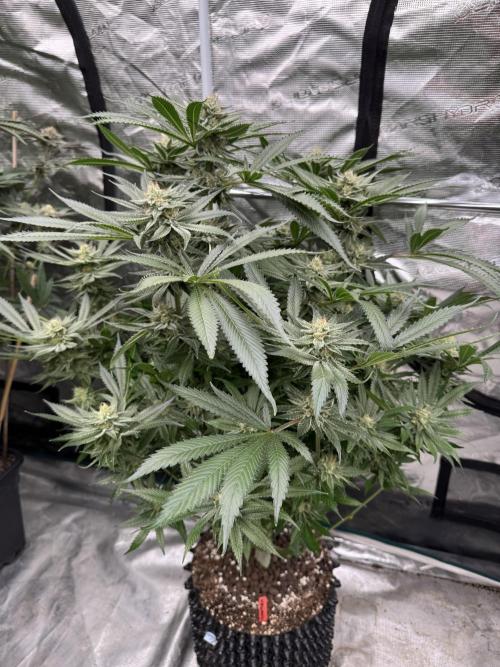 Cherry Poppers 🔞. Week 13