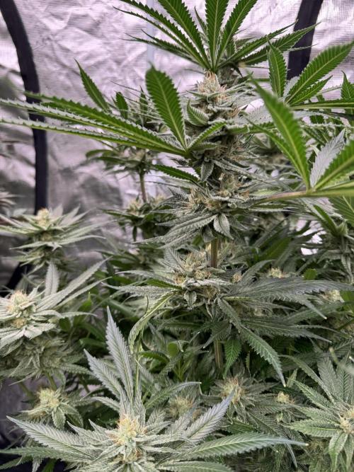 Cherry Poppers 🔞. Week 13