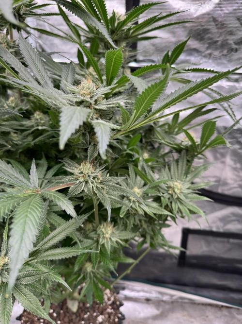 Cherry Poppers 🔞. Week 13