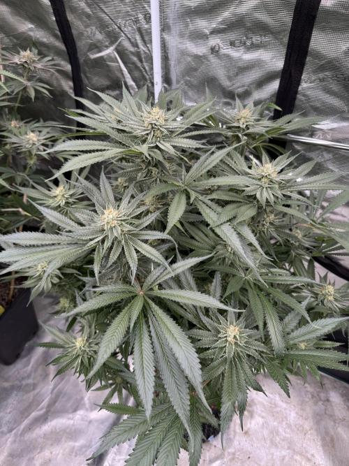 Cherry Poppers 🔞. Week 13