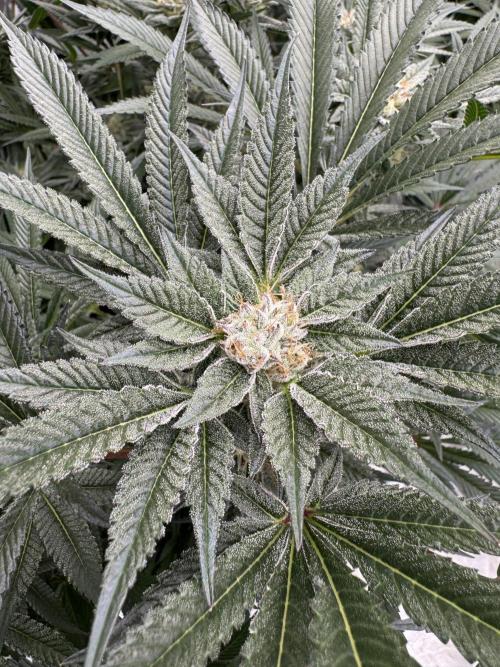 Cherry Poppers 🔞. Week 13