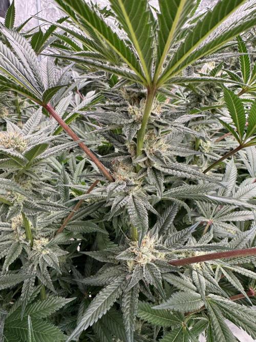 Cherry Poppers 🔞. Week 13