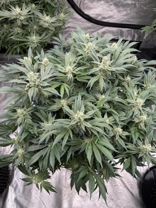 Strain of the Year 23. Week 13