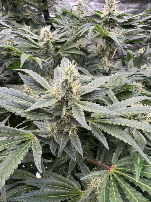 Strain of the Year 23. Week 13