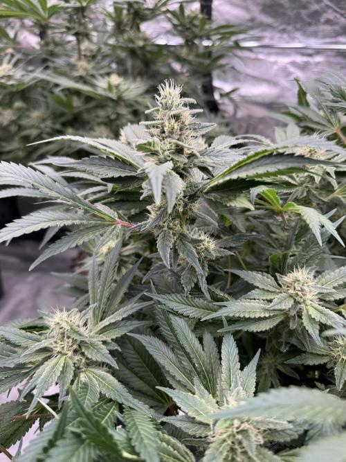 Strain of the Year 23. Week 13