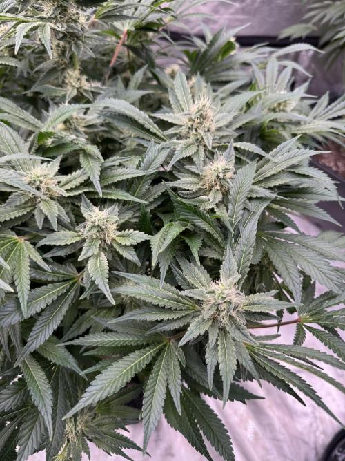 Strain of the Year 23. Week 13