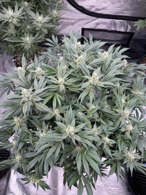 Strain of the Year 23. Week 13