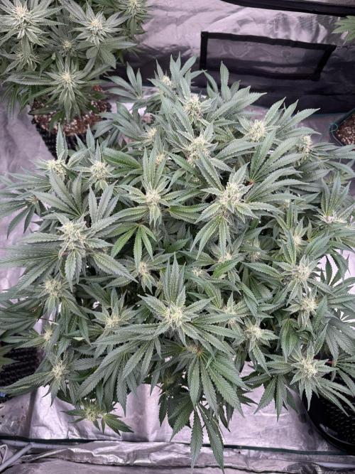 Strain of the Year 23. Week 13