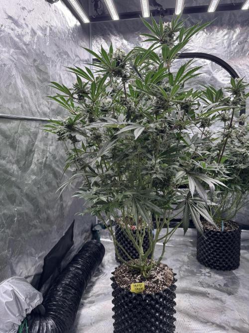 Fav dessert 🍎. Week 13