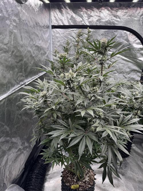 Fav dessert 🍎. Week 13