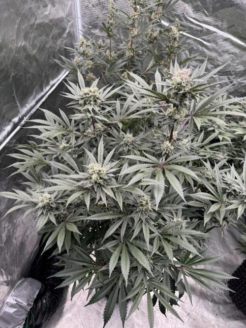 Fav dessert 🍎. Week 13