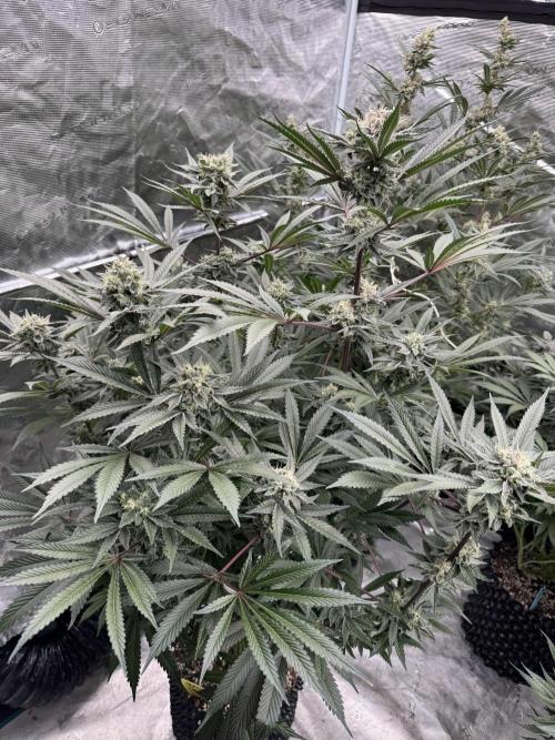 Fav dessert 🍎. Week 13