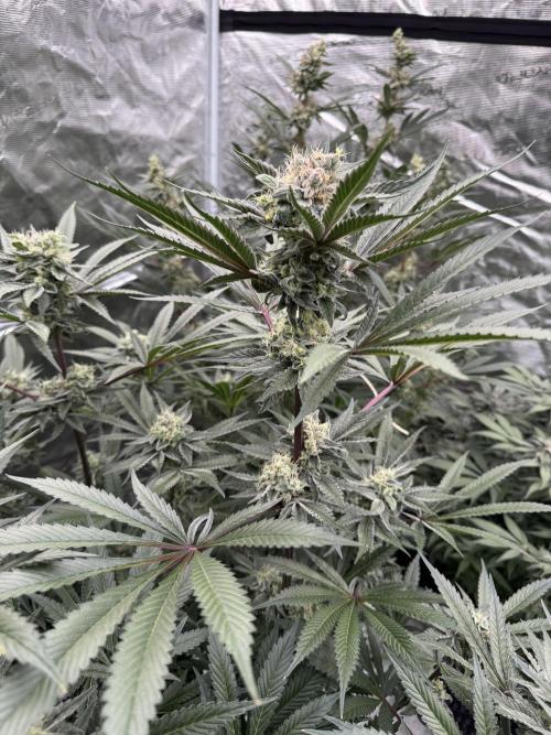 Fav dessert 🍎. Week 13