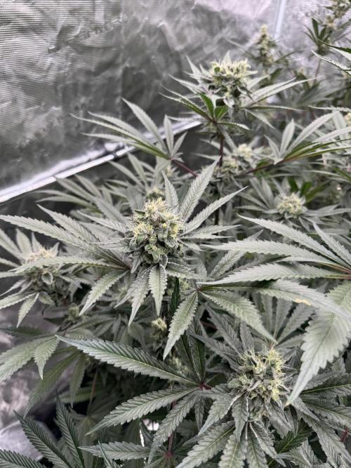 Fav dessert 🍎. Week 13