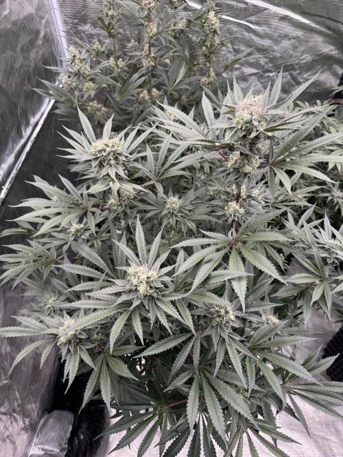 Fav dessert 🍎. Week 13