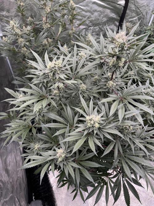 Fav dessert 🍎. Week 13