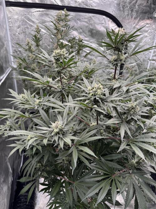 Fav dessert 🍎. Week 13