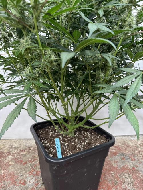 Getting ☃️ with the boys. Week 8