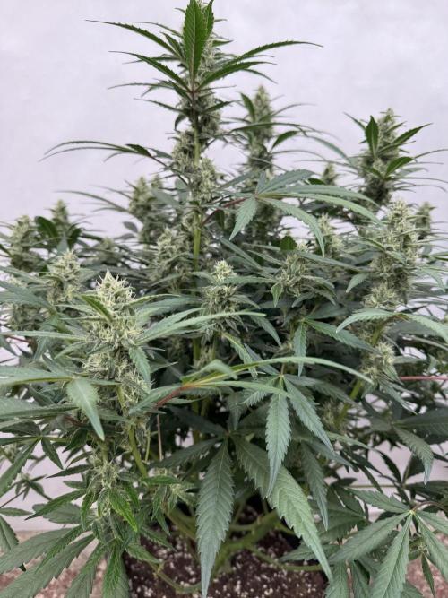 Getting ☃️ with the boys. Week 8