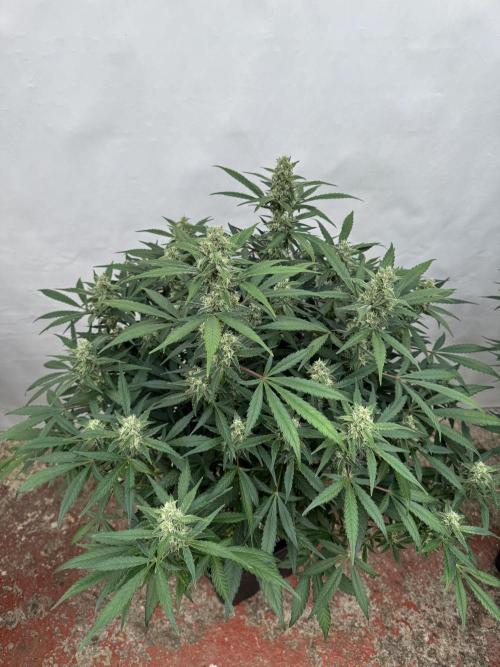 Getting ☃️ with the boys. Week 8