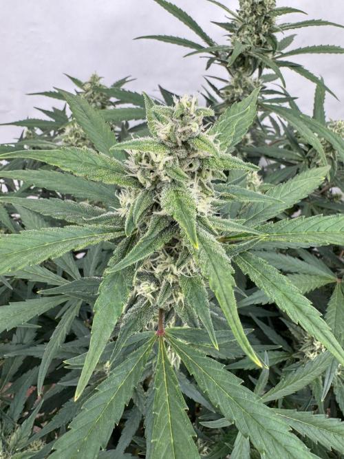 Getting ☃️ with the boys. Week 8