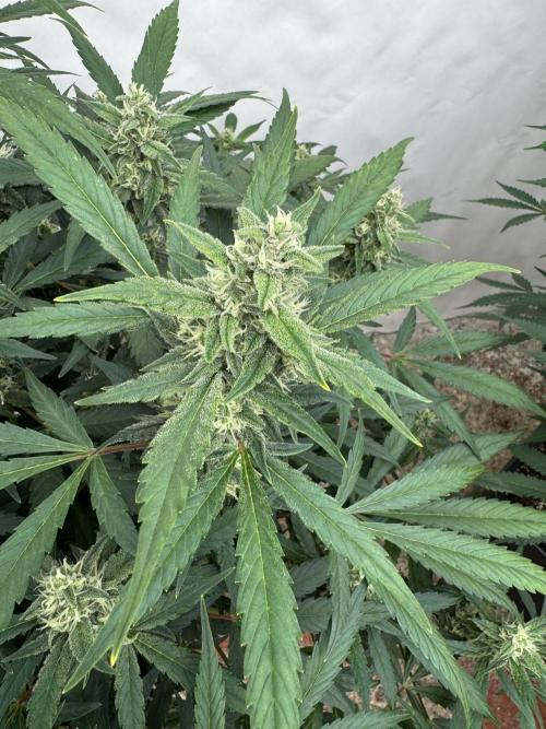 Getting ☃️ with the boys. Week 8