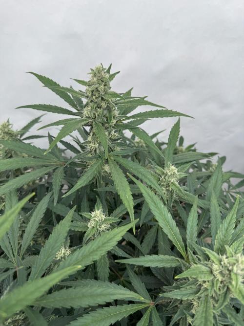 Getting ☃️ with the boys. Week 8