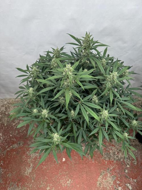 Getting ☃️ with the boys. Week 8