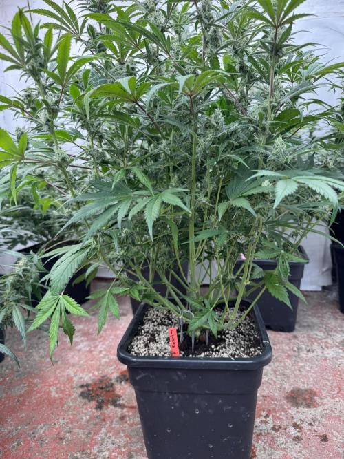 Strawberry Jungle. Week 8