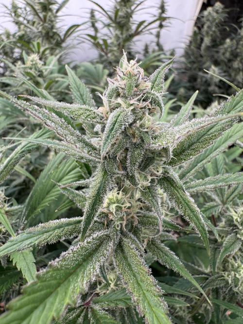 Strawberry Jungle. Week 8