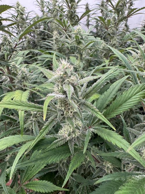 Strawberry Jungle. Week 8