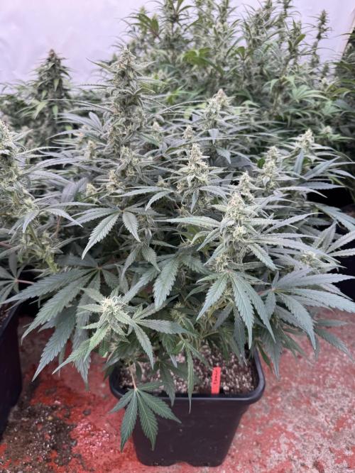 Strawberry Jungle. Week 8