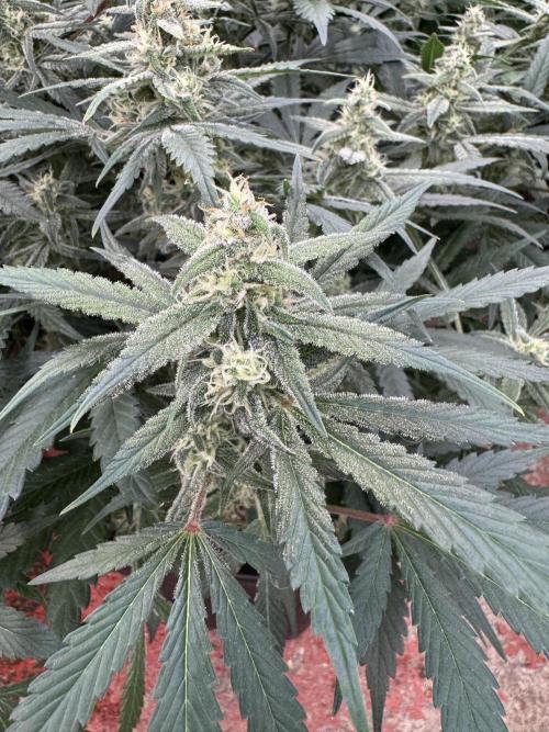 Strawberry Jungle. Week 8