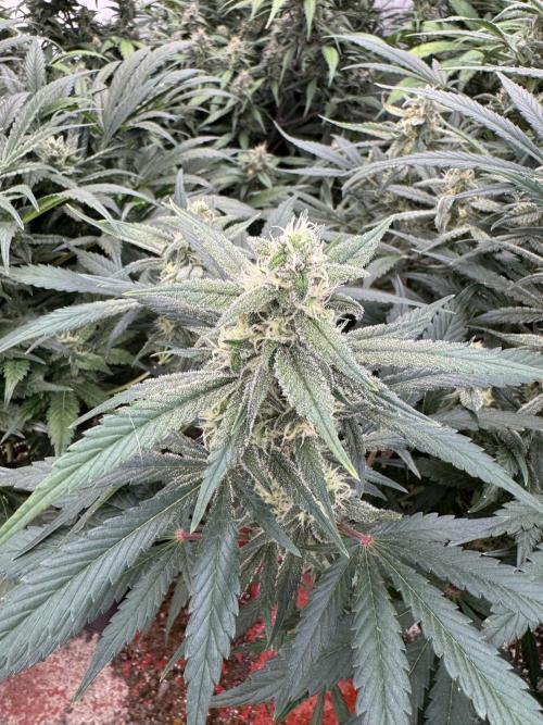 Strawberry Jungle. Week 8