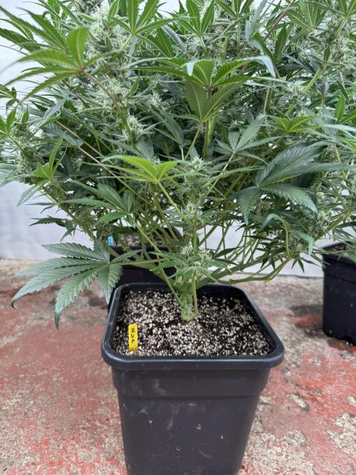 7 up 🍋‍. Week 8