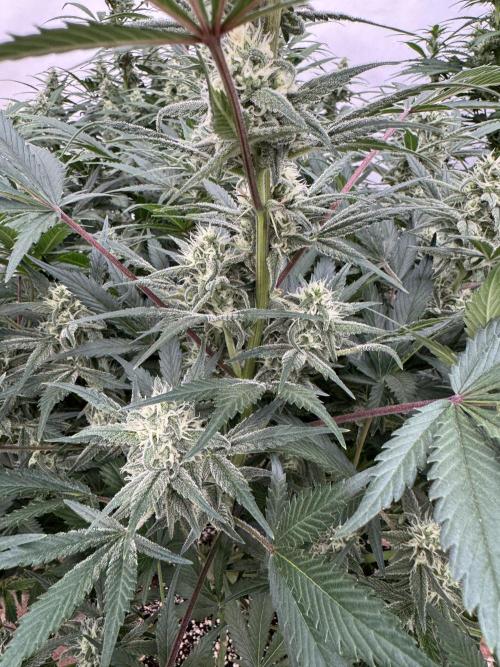 7 up 🍋‍. Week 8